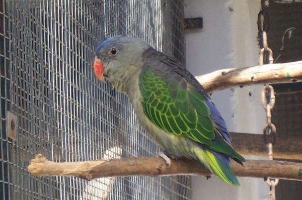 Vörös hónaljú papagáj