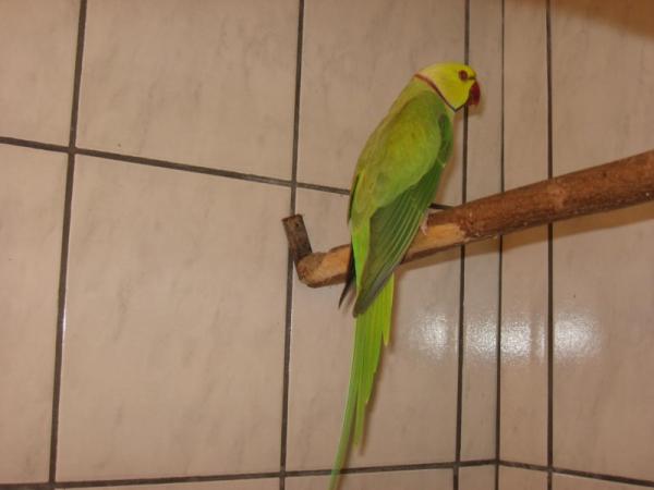 Vajfejű Kis Sándor Papagáj