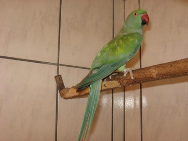 Kék/Pasztell Kis Sándor Papagáj