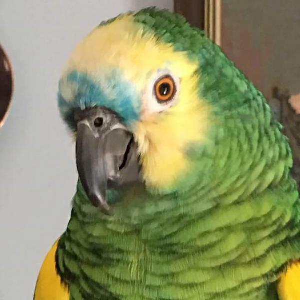 Kék Homlokú Amazon 