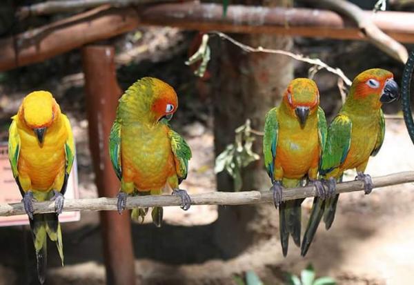 Barna Arcú Aratingák