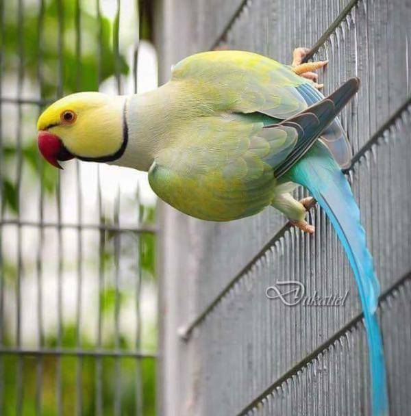 Vajfejű Kis Sándor Papagáj