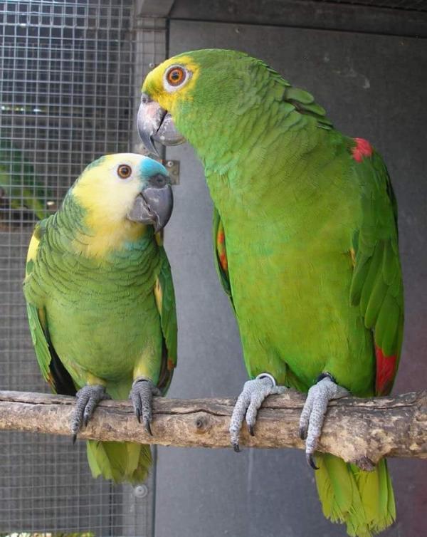 Sárga Homlokú és Kék Homlokú Amazon