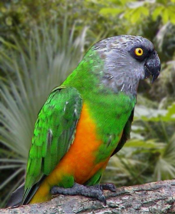 Senegal Papagáj