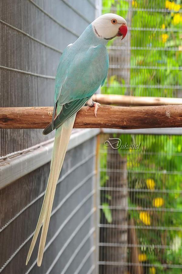 Fehér Fejű, Fehér Farkú/Kék