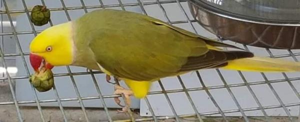 Olajzöld Kis Sándor