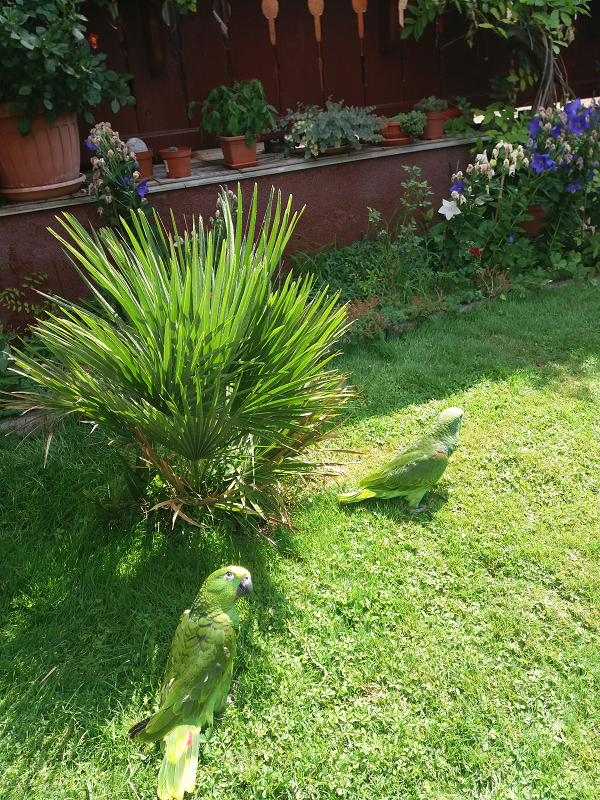 Kézzel Nevelt Amazonok a kertben